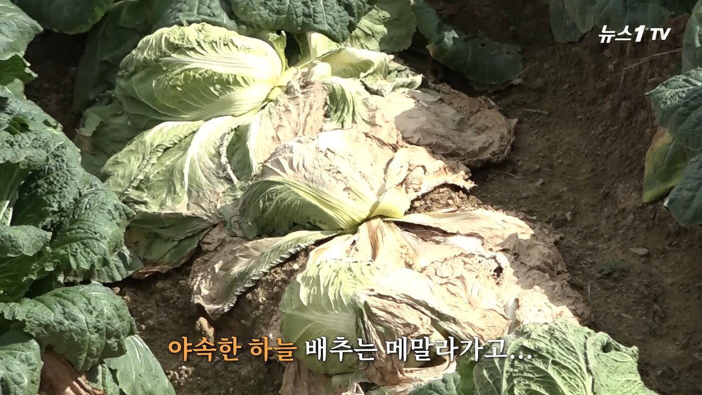 본문 이미지 - &#40;뉴스1TV 갈무리&#41;