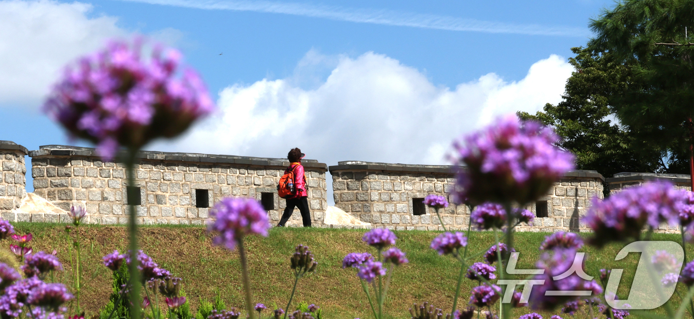 (수원=뉴스1) 김영운 기자 = 비가 그치고 파란 하늘을 보인 2일 경기 수원시 팔달구 수원화성 장안문 인근 성곽에 버들마편초가 만개해 있다. 2025.9.2/뉴스1