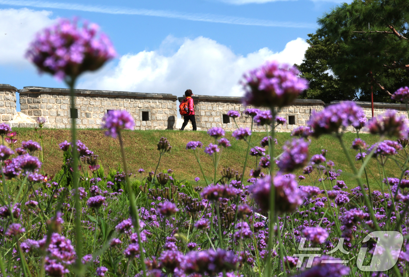 (수원=뉴스1) 김영운 기자 = 비가 그치고 파란 하늘을 보인 2일 경기 수원시 팔달구 수원화성 장안문 인근 성곽에 버들마편초가 만개해 있다. 2025.9.2/뉴스1