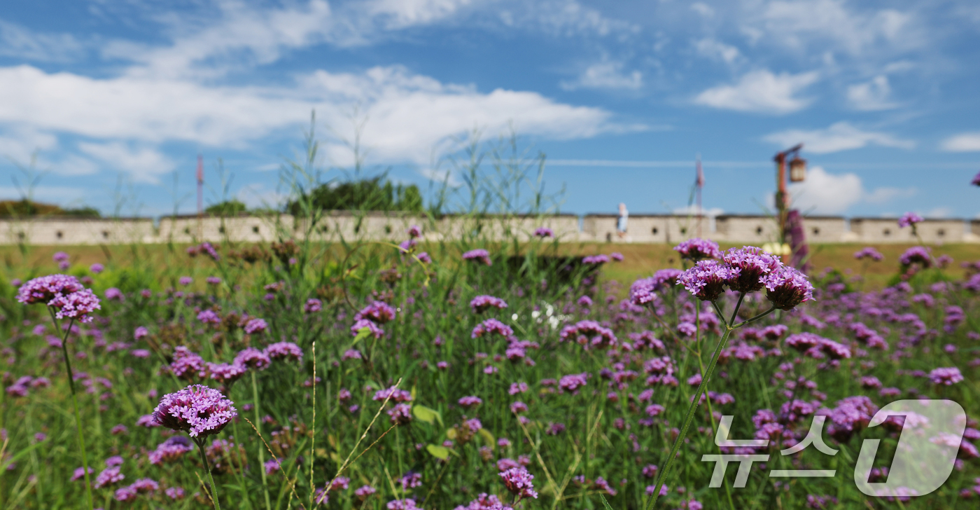(수원=뉴스1) 김영운 기자 = 비가 그치고 파란 하늘을 보인 2일 경기 수원시 팔달구 수원화성 장안문 인근 성곽에 버들마편초가 만개해 있다. 2025.9.2/뉴스1