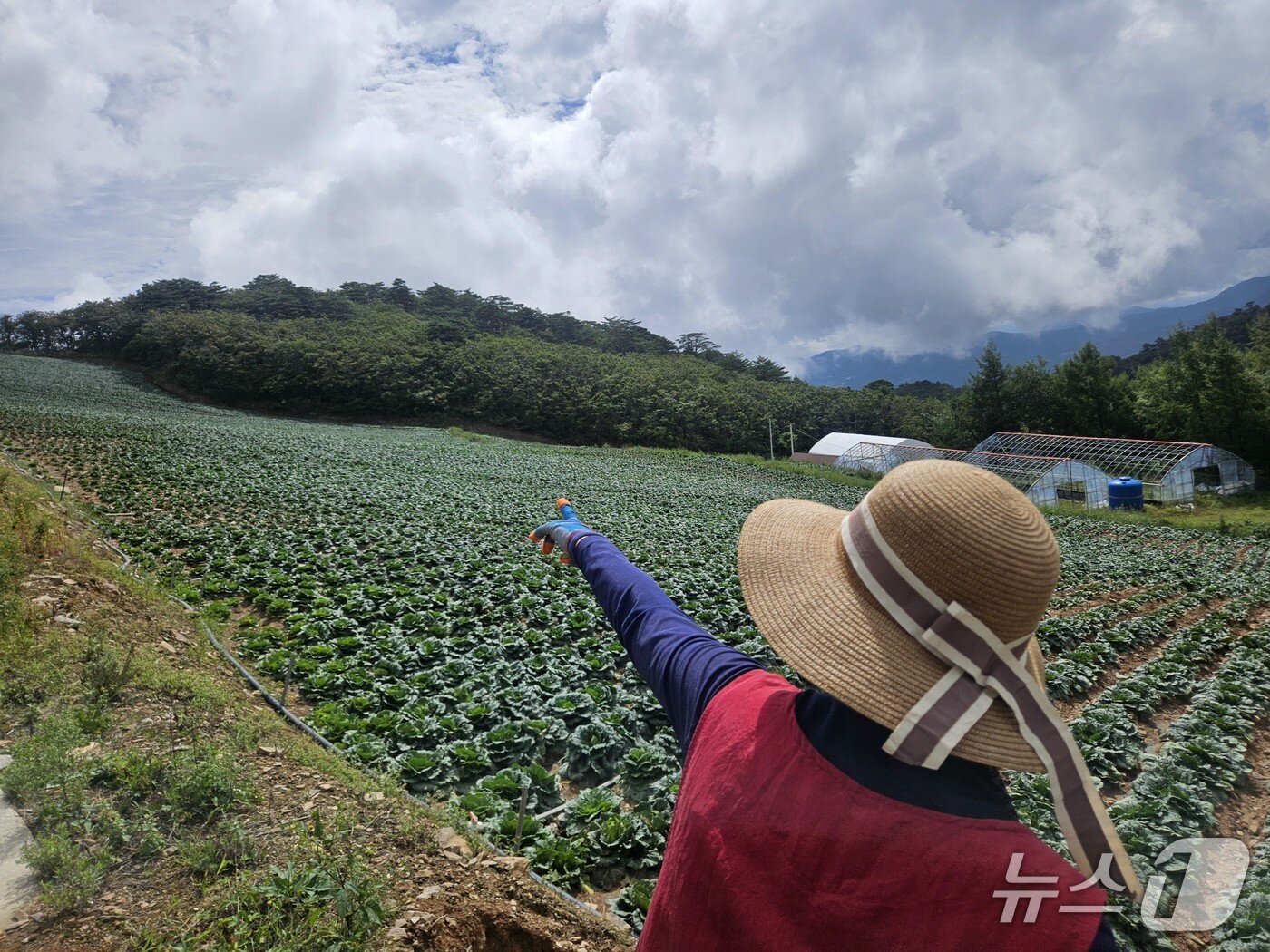 본문 이미지 - 2일 오전 강원 강릉 왕산면 안반데기에서 한 배추밭 주인이 더위와 물 부족에 생육이 부진한 배추를 바라보고 있다.2025.9.2/뉴스1 한귀섭 기자