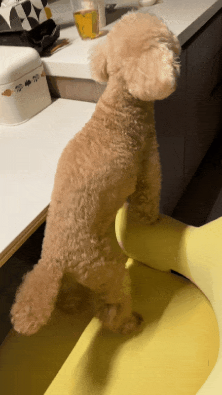 본문 이미지 - 자연식을 준비하자 빨리 달라고 보채는 보리&#40;보호자 제공&#41; ⓒ 뉴스1