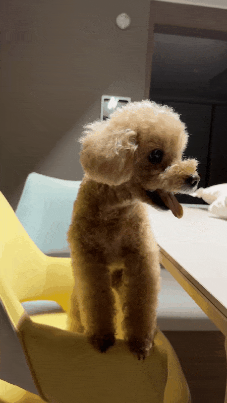 본문 이미지 - 자연식을 준비하자 빨리 달라고 보채는 보리&#40;보호자 제공&#41; ⓒ 뉴스1