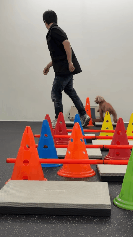 본문 이미지 - 센터에서 도그피트니스 강습 받는 보리&#40;보호자 제공&#41; ⓒ 뉴스1