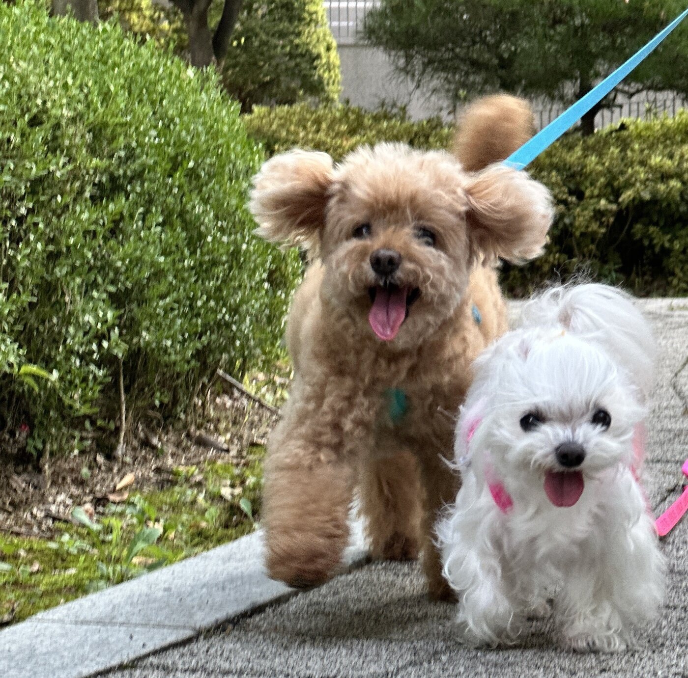 본문 이미지 - 동갑내기 보리와 율무&#40;보호자 제공&#41; ⓒ 뉴스1