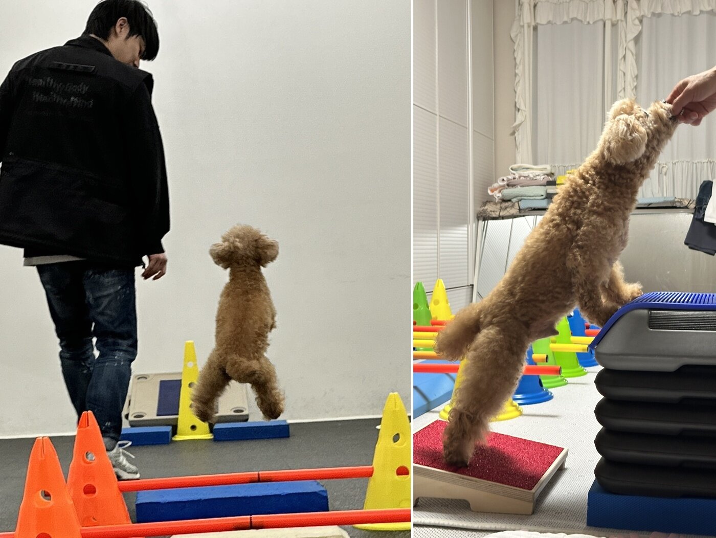 본문 이미지 - 보호자가 뽑는 보리의 또 다른 동안 비결은 도그피트니스다&#40;보호자 제공&#41;. ⓒ 뉴스1