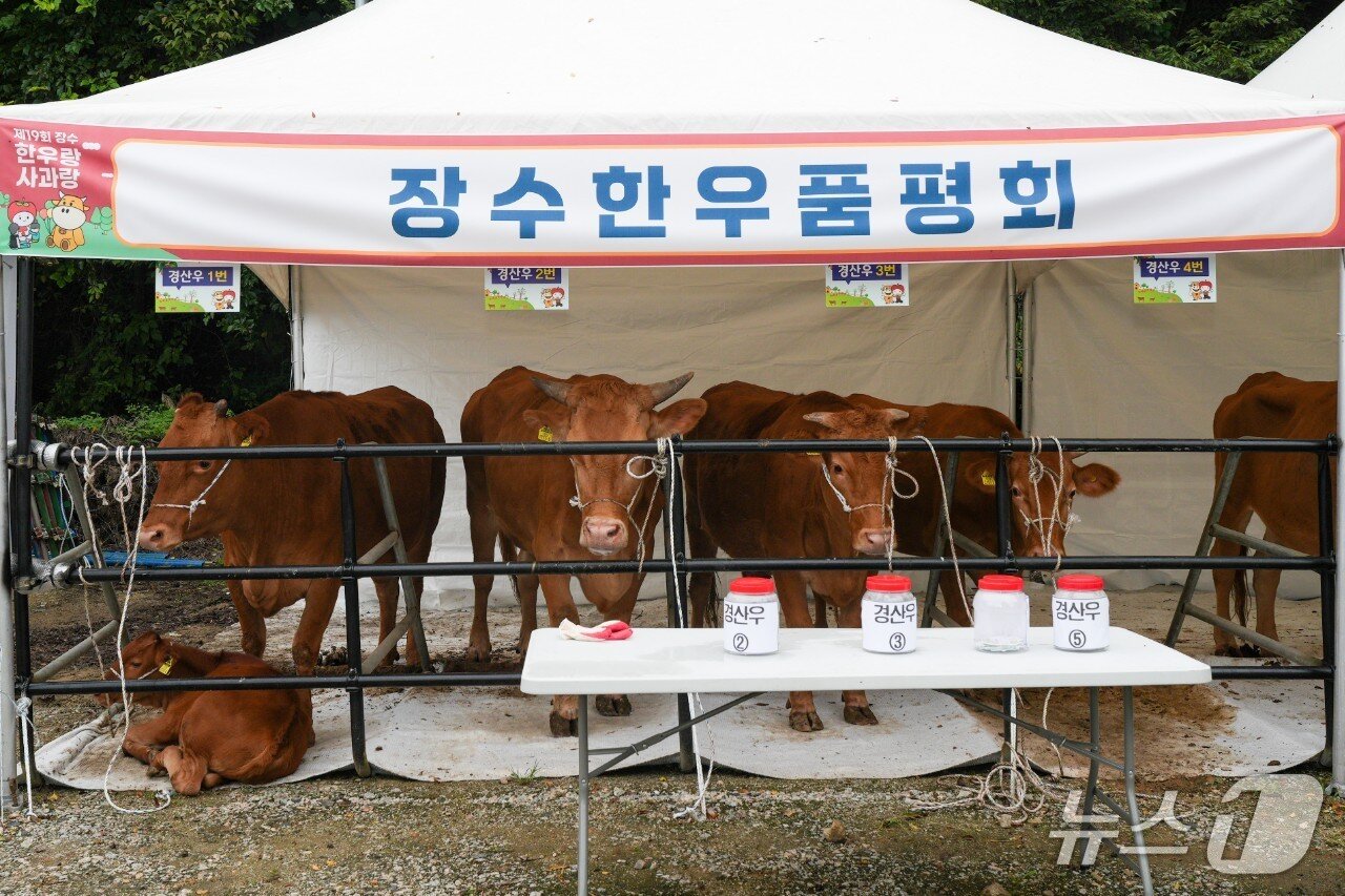 본문 이미지 - 제19회 장수 한우랑 사과랑 축제&#39;에서 장수한우 품평회가 열리고 있다.&#40;장수군 제공. 재판매 및 DB금지&#41;2025.9.21/뉴스1