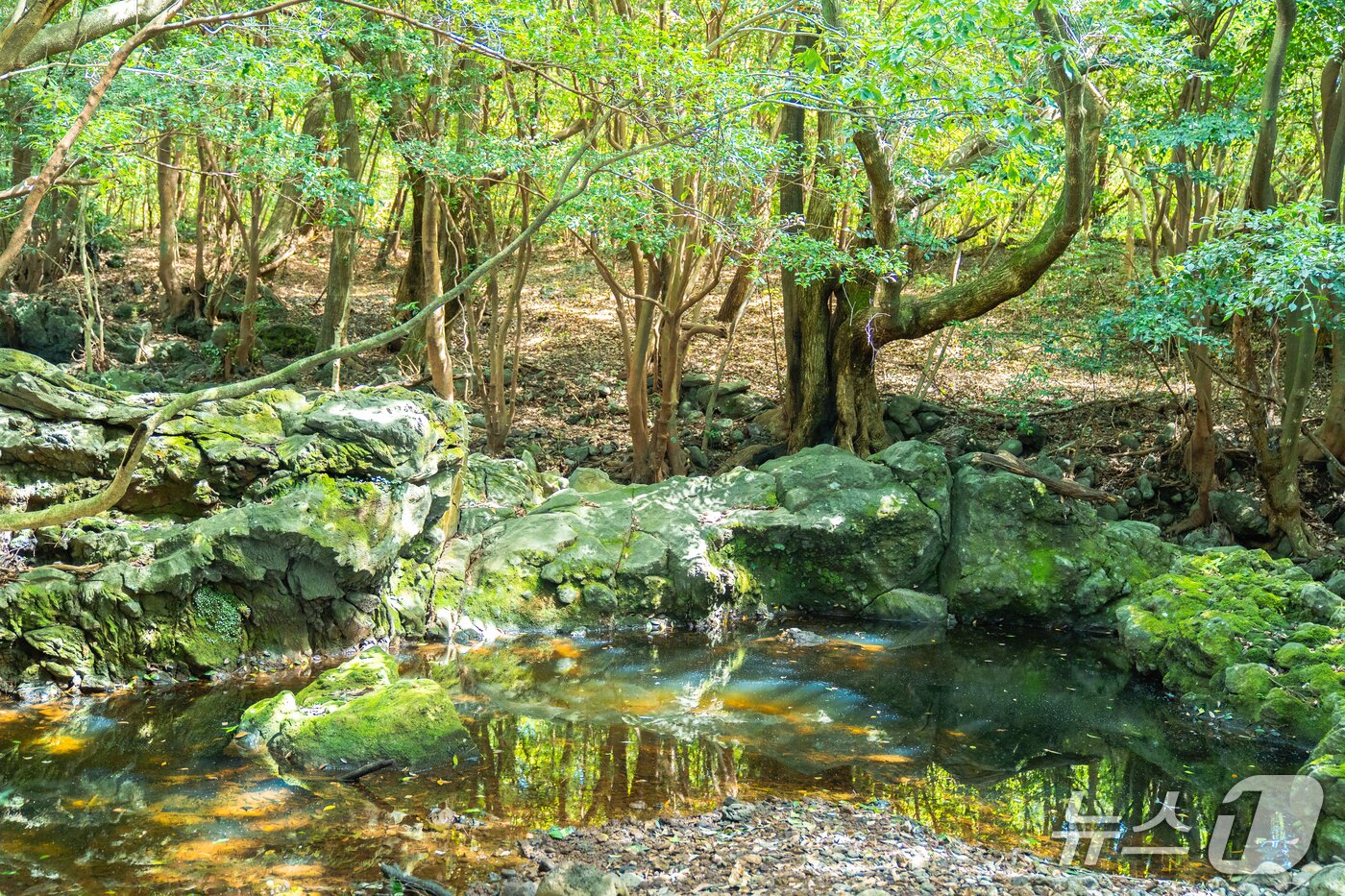 본문 이미지 - 머체왓숲길.&#40;제주관광공사 제공, 재판매 및 DB 금지&#41;