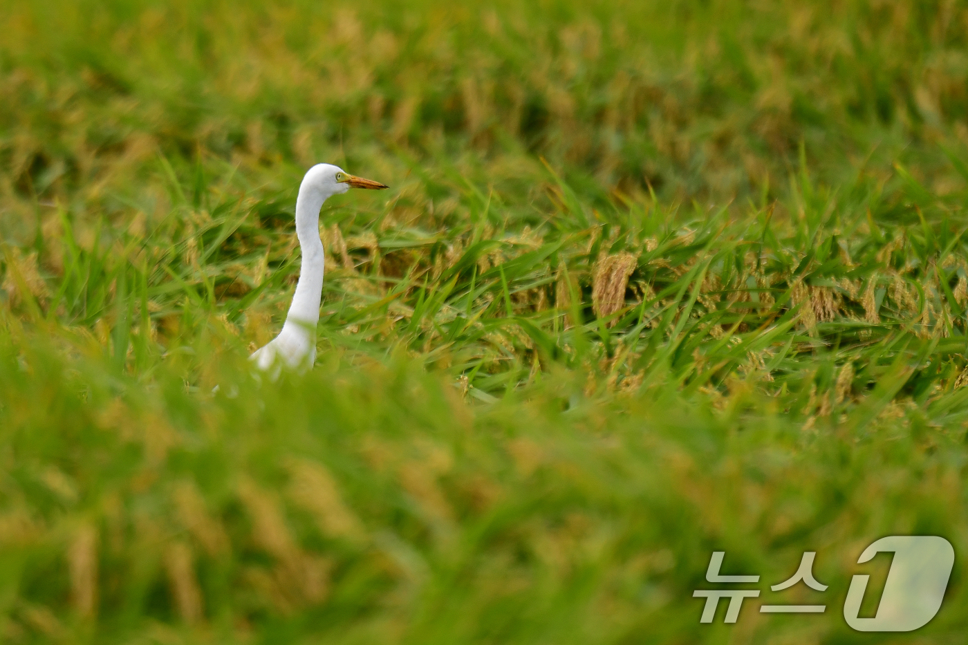 (포항=뉴스1) 최창호 기자 = 22일 경북 포항시 남구 연일읍 들녘에서 백로가 먹잇감을 찾아 다니고 있다. 2025.9.22/뉴스1
