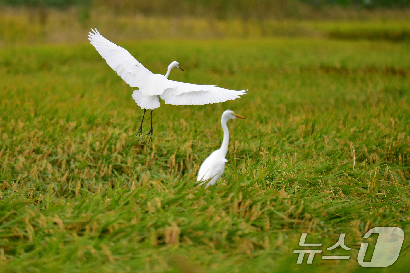 (포항=뉴스1) 최창호 기자 = 22일 경북 포항시 남구 연일읍 들녘에서 백로 한쌍이 먹잇감을 찾아 다니고 있다. 2025.9.22/뉴스1