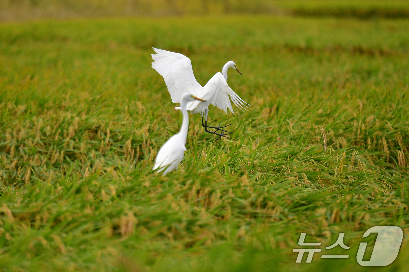 (포항=뉴스1) 최창호 기자 = 22일 경북 포항시 남구 연일읍 들녘에서 백로 한쌍이 먹잇감을 찾아 다니고 있다. 2025.9.22/뉴스1