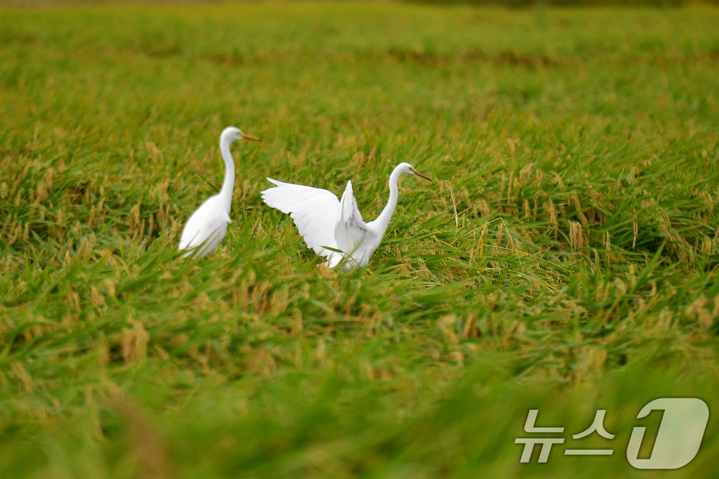 (포항=뉴스1) 최창호 기자 = 22일 경북 포항시 남구 연일읍 들녘에서 백로 한쌍이 먹잇감을 찾아 다니고 있다. 2025.9.22/뉴스1