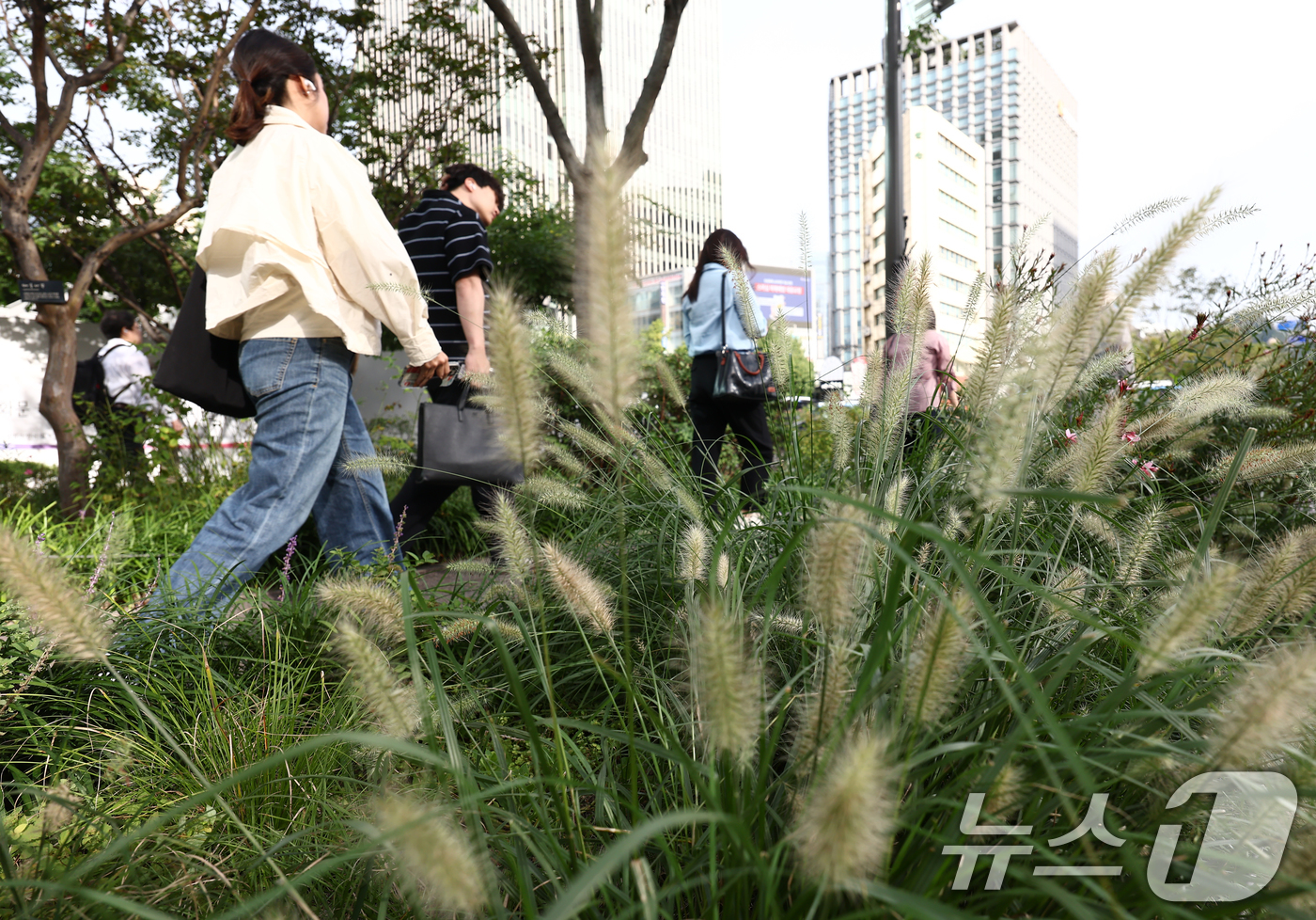 (서울=뉴스1) 김민지 기자 = 초가을 날씨를 보인 22일 오전 서울 광화문 세종대로 사거리에서 시민들이 가을의 시작을 알리는 수크렁 사이로 발걸음을 옮기고 있다. 2025.9.2 …