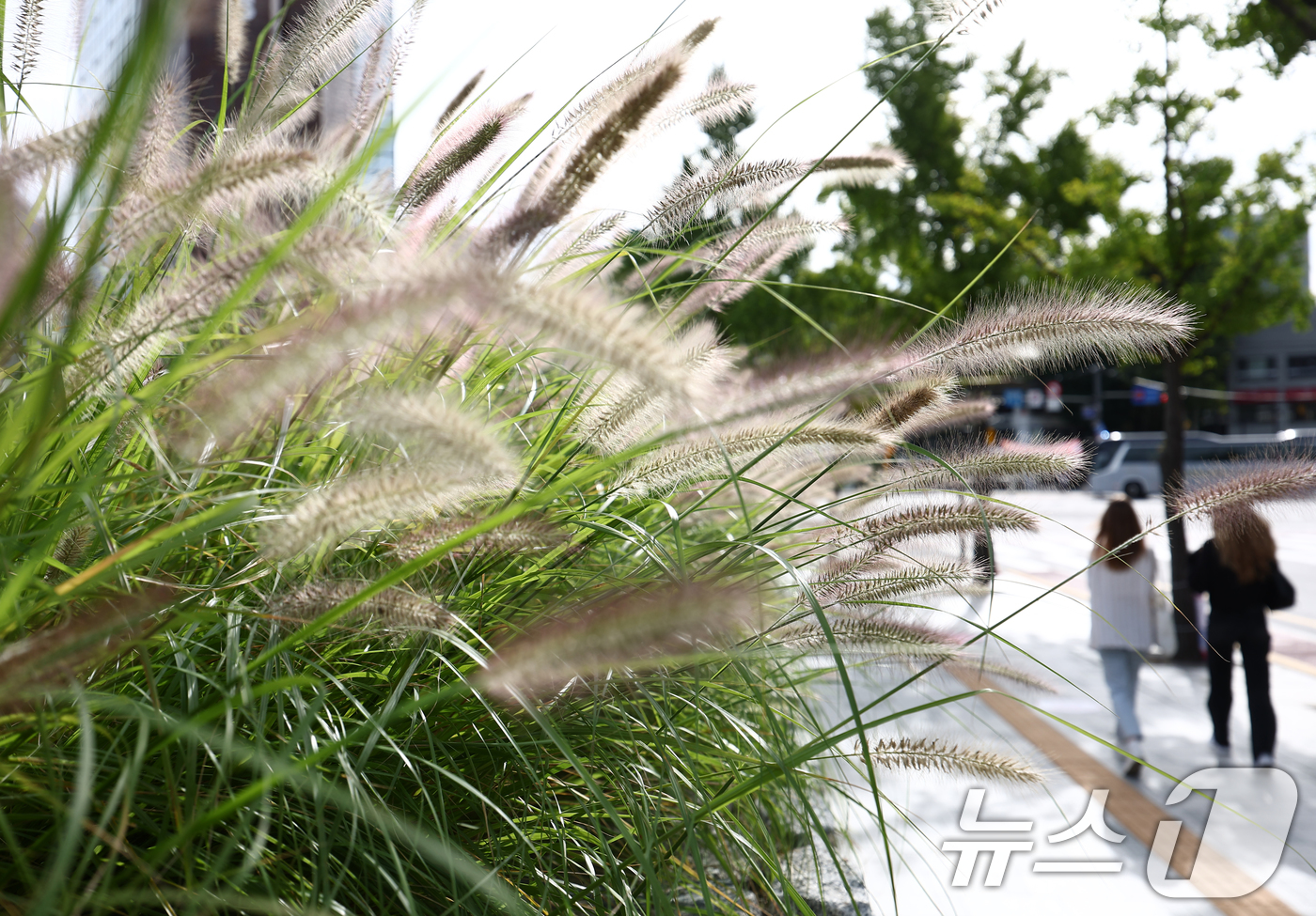 (서울=뉴스1) 김민지 기자 = 초가을 날씨를 보인 22일 오전 서울 종로구 열린송현녹지광장에 가을을 알리는 수크렁이 바람에 흩날리고 있다. 2025.9.22/뉴스1