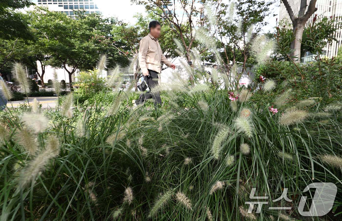 (서울=뉴스1) 김민지 기자 = 초가을 날씨를 보인 22일 오전 서울 광화문 세종대로 사거리에서 시민들이 가을의 시작을 알리는 수크렁 사이로 발걸음을 옮기고 있다. 2025.9.2 …