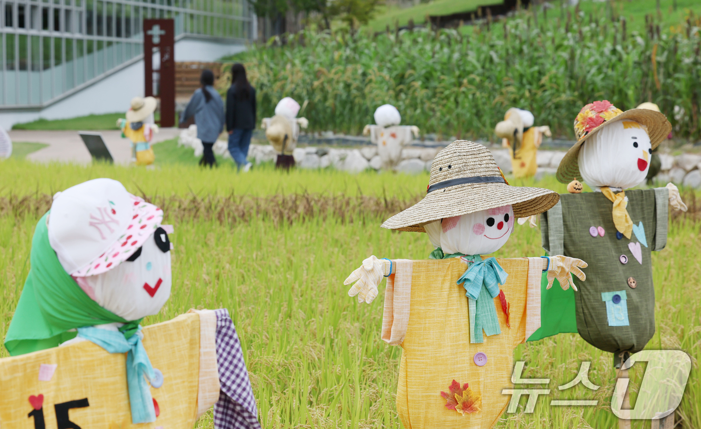 (수원=뉴스1) 김영운 기자 = 절기상 추분(秋分)을 하루 앞둔 22일 경기 수원시 권선구 국립농업박물관 다랑이논에 허수아비가 세워져 있다. 2025.9.22/뉴스1