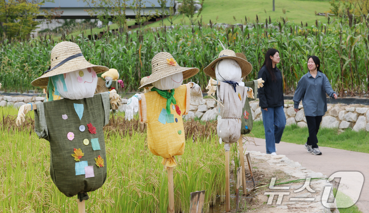 (수원=뉴스1) 김영운 기자 = 절기상 추분(秋分)을 하루 앞둔 22일 경기 수원시 권선구 국립농업박물관 다랑이논에 허수아비가 세워져 있다. 2025.9.22/뉴스1