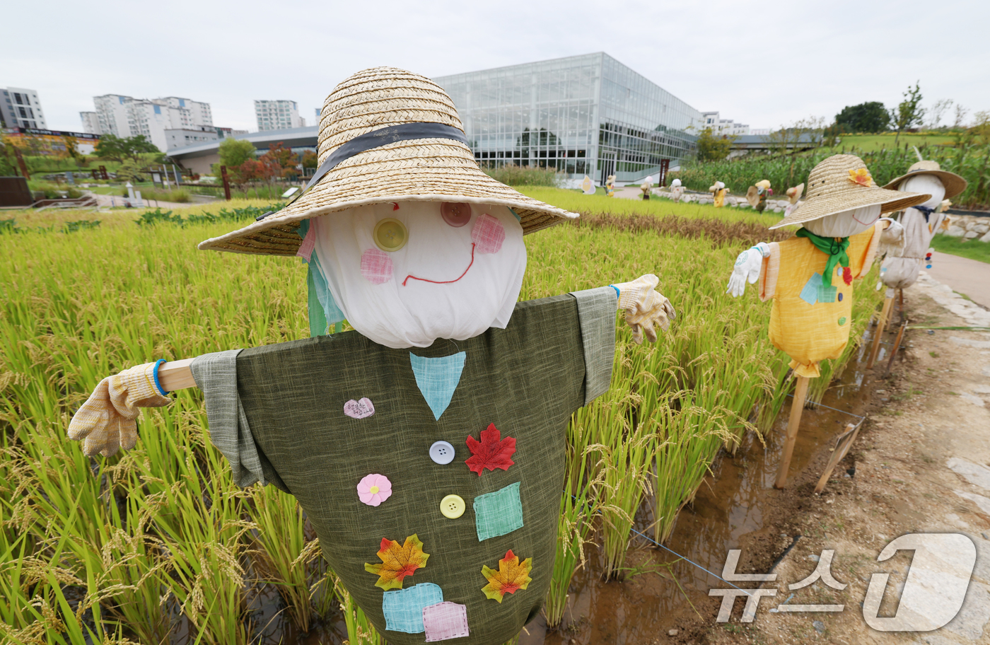 (수원=뉴스1) 김영운 기자 = 절기상 추분(秋分)을 하루 앞둔 22일 경기 수원시 권선구 국립농업박물관 다랑이논에 허수아비가 세워져 있다. 2025.9.22/뉴스1