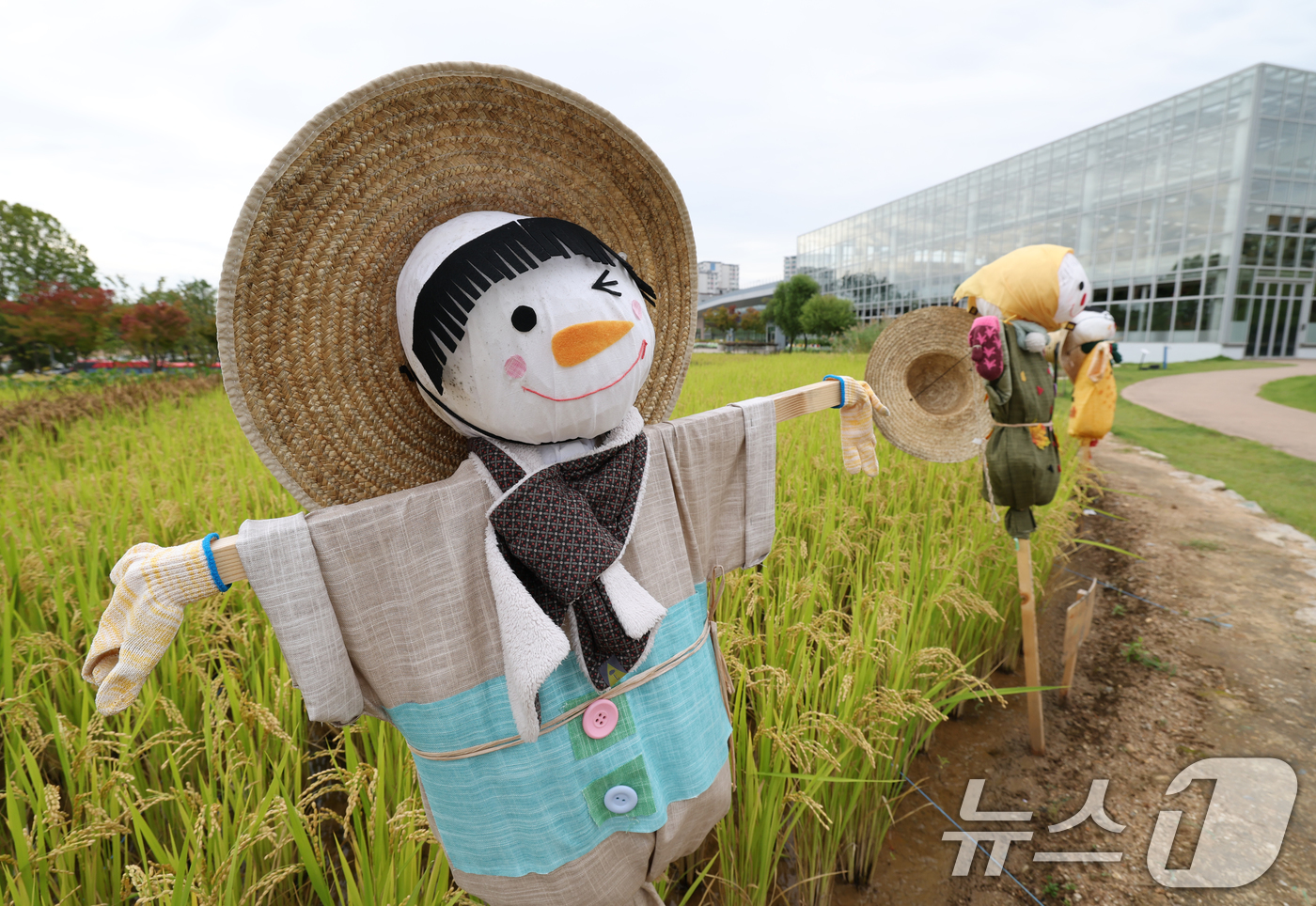 (수원=뉴스1) 김영운 기자 = 절기상 추분(秋分)을 하루 앞둔 22일 경기 수원시 권선구 국립농업박물관 다랑이논에 허수아비가 세워져 있다. 2025.9.22/뉴스1
