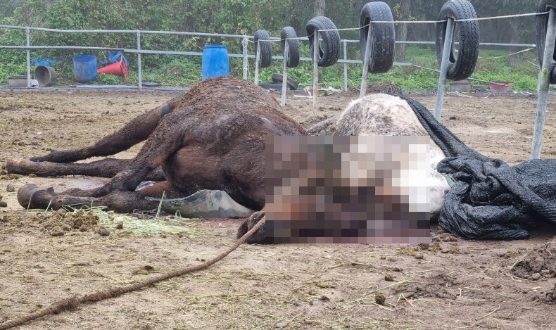 본문 이미지 - 폐마목장에 방치돼 죽음에 이른 말들&#40;범대위 제공&#41; ⓒ 뉴스1