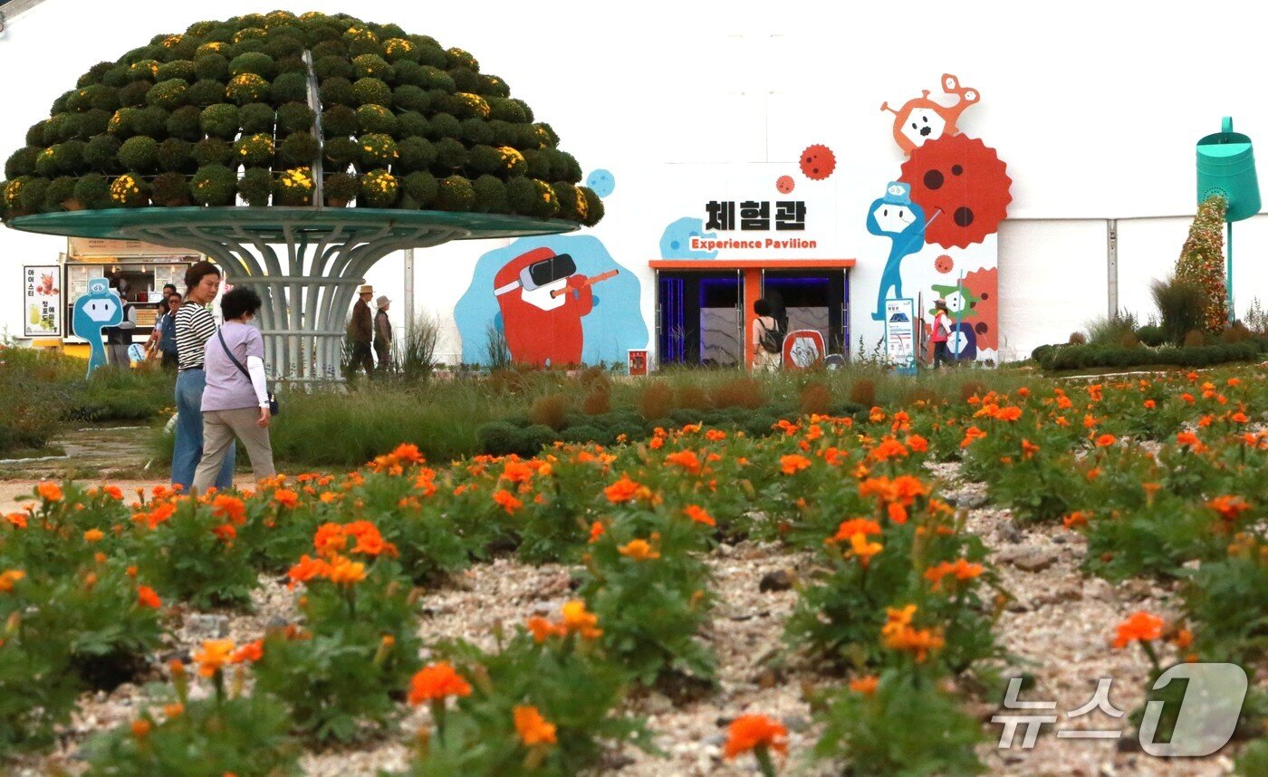 본문 이미지 - 제천 한방엑스포에 마련된 가을꽃과 전시관 2025.9.22/뉴스1 ⓒ News1 손도언 기자   