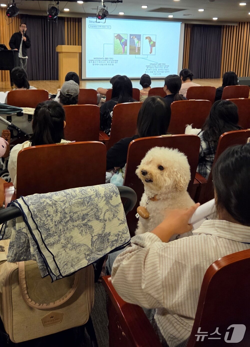 본문 이미지 - 독핏 변우진 코치가 20일 서울 용산 전자랜드에서 반려동물 피트니스 강의를 하고 있다. ⓒ 뉴스1