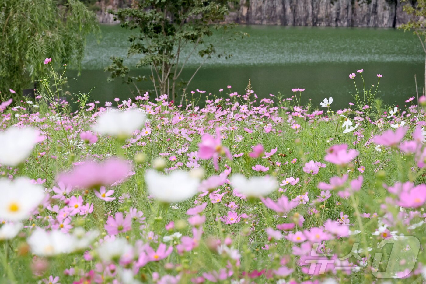 본문 이미지 - 23일 전북 임실군 옥정호 생태공원에 코스모스가 자태를 뽐내고 있다.&#40;임실군제공. 재판매 DB금지&#41;2025.9.23/뉴스1 