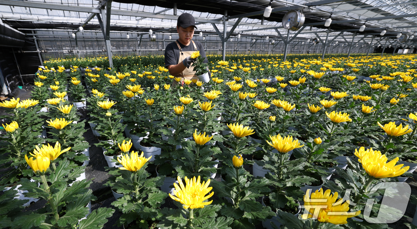 (용인=뉴스1) 김영운 기자 = 절기상 추분(秋分)인 23일 오후 경기 용인시 처인구 아름농원에서 관계자가 노랗게 피어난 국화를 살펴보고 있다. 2025.9.23/뉴스1