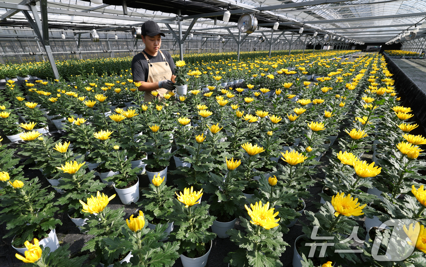 (용인=뉴스1) 김영운 기자 = 절기상 추분(秋分)인 23일 오후 경기 용인시 처인구 아름농원에서 관계자가 노랗게 피어난 국화를 살펴보고 있다. 2025.9.23/뉴스1