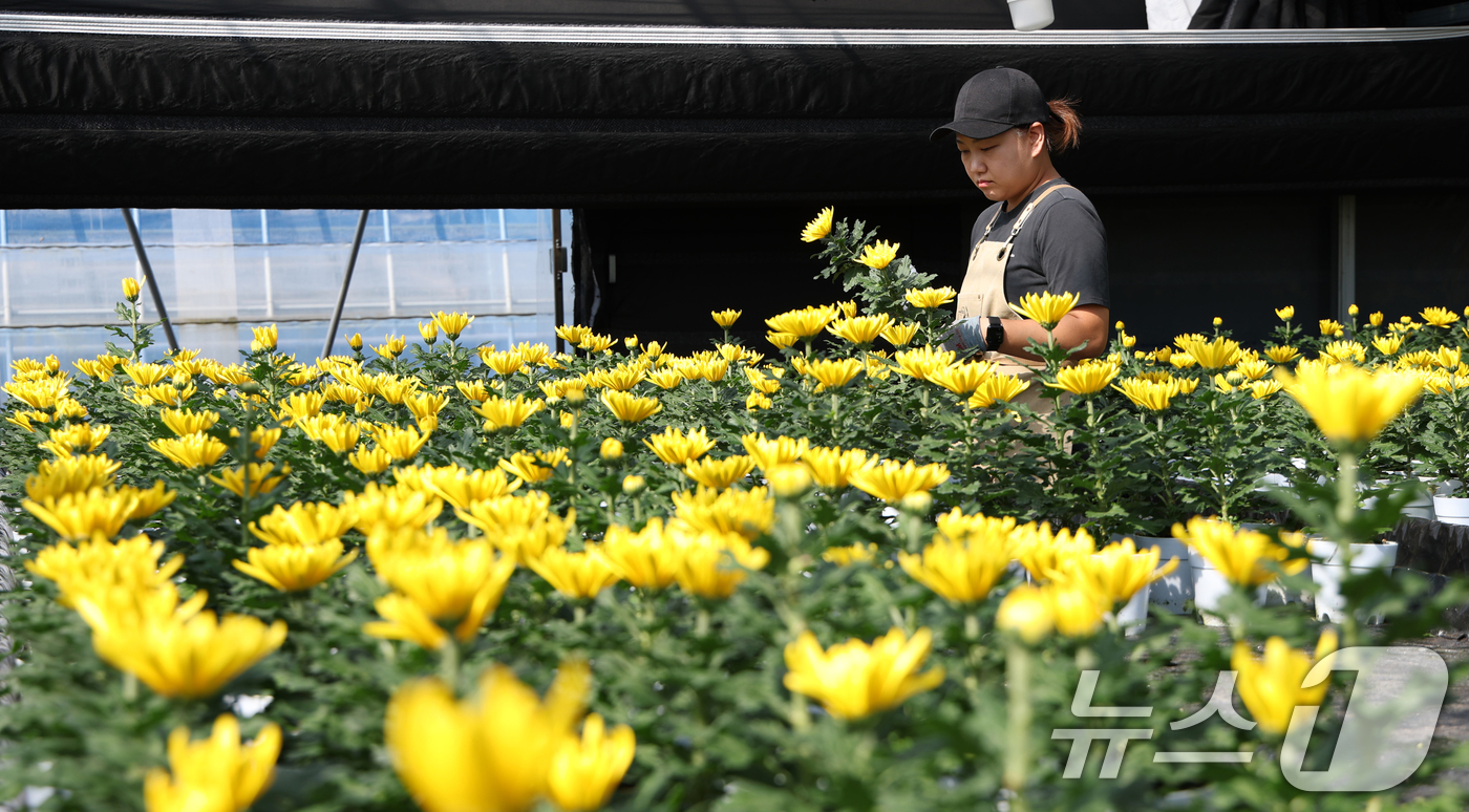 (용인=뉴스1) 김영운 기자 = 절기상 추분(秋分)인 23일 오후 경기 용인시 처인구 아름농원에서 농자 관계자 오나래 씨(42)가 노랗게 피어난 국화를 살펴보고 있다.오 씨는 "원 …