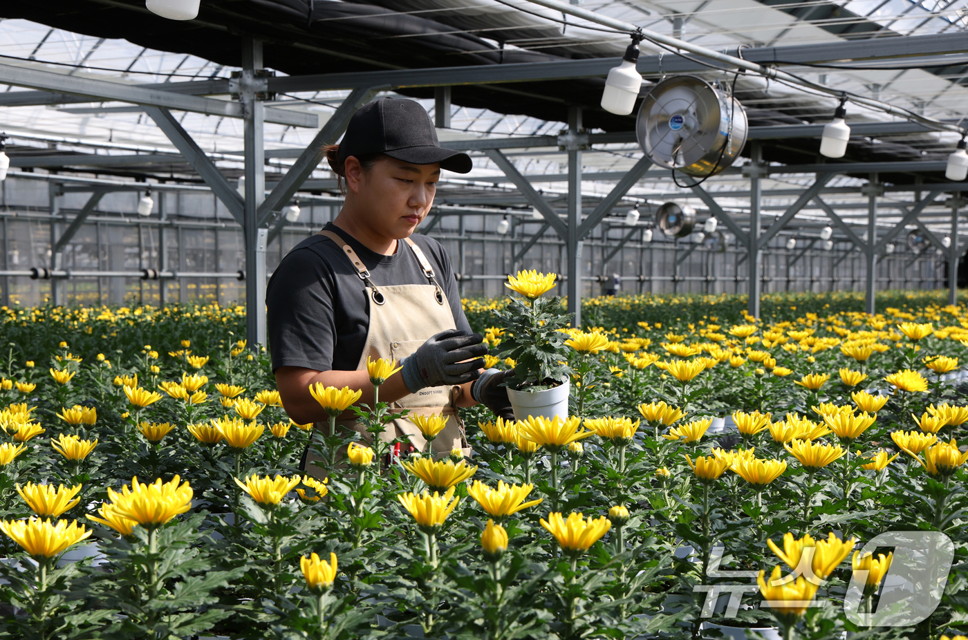 (용인=뉴스1) 김영운 기자 = 절기상 추분(秋分)인 23일 오후 경기 용인시 처인구 아름농원에서 농자 관계자 오나래 씨(42)가 노랗게 피어난 국화를 살펴보고 있다.오 씨는 "원 …