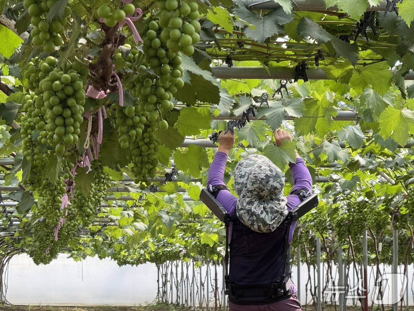 본문 이미지 - 현대차·기아 로보틱스랩이 개발한 ‘엑스블 숄더’가 농업 현장에서 활용되는 모습 &#40;현대차그룹 제공&#41; 