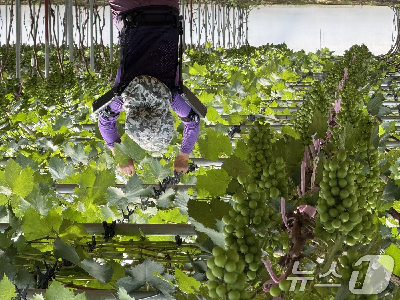 (서울=뉴스1) = 현대자동차·기아는 지난 23일 경기 의왕시 의왕연구소에서 농촌진흥청과 '착용 로봇 기반 농업 발전 및 사회적 가치 창출을 위한 업무협약'을 체결했다고 24일 밝 …