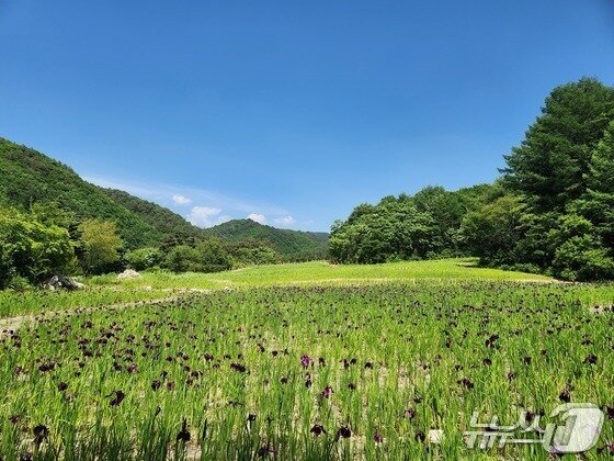 본문 이미지 -  자생식물원&#40;한국수목원정원관리원 제공.재판매 및 DB 금지&#41; /뉴스1  
