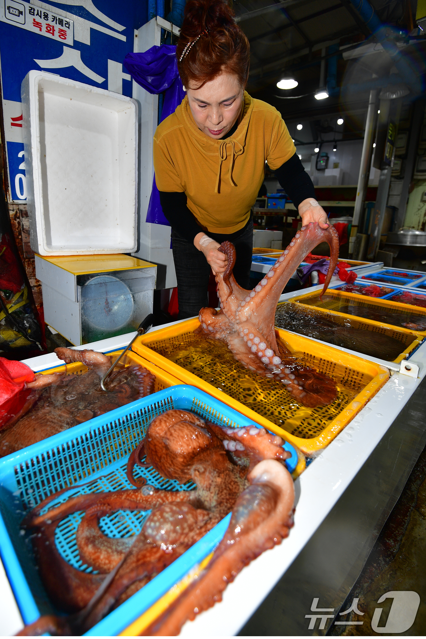 (포항=뉴스1) 최창호 기자 = 추석 명절을 10일 앞둔 25일 경북 포항시 죽도어시장 문어골목에서 상인이 판매할 문어를 준비하고 있다.2025.9.25/뉴스1