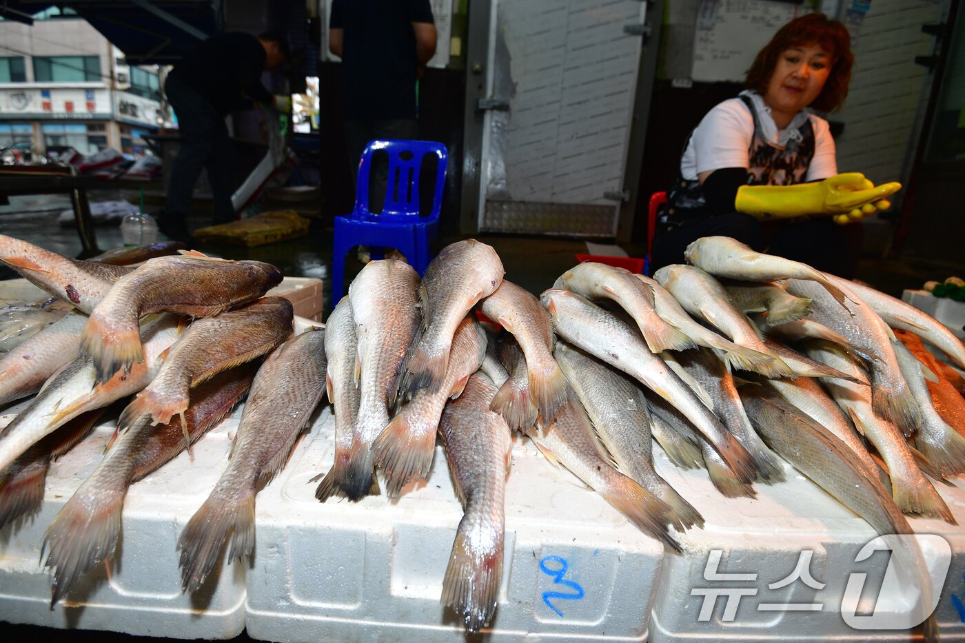 본문 이미지 - 추석 명절을 10일 앞둔 25일 경북 포항시 죽도어시장 어물전 골목에서 상인이 판매할 민어 조기 등 제수용 생선을 정리하고 있다. 2025.9.25/뉴스1 ⓒ News1 최창호 기자