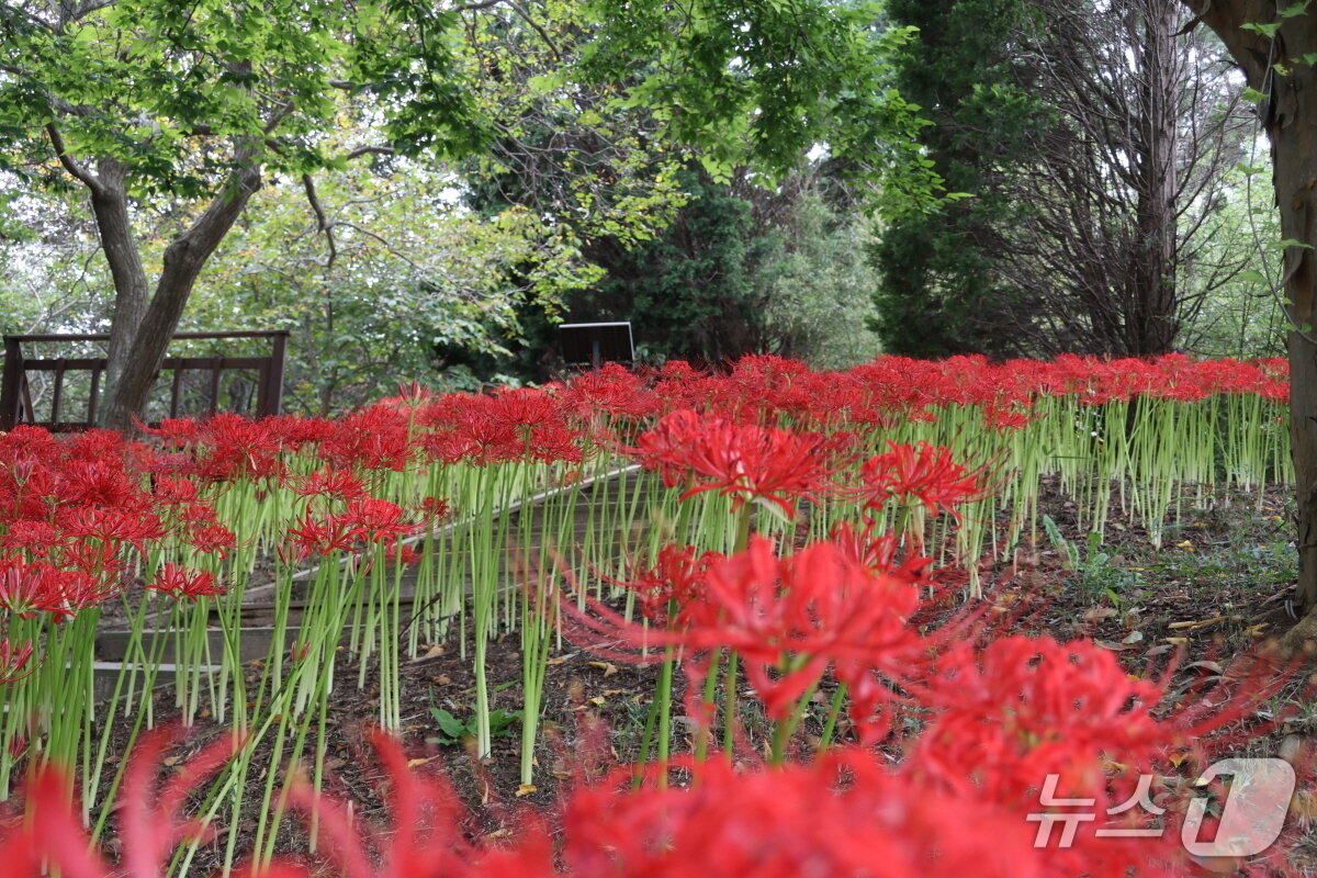 본문 이미지 - 석산(꽃무릇)을 비롯해 다양한 색감의 상사화 모습(수목원 제공. 재판매 및 DB금지)2025.9.25/뉴스1