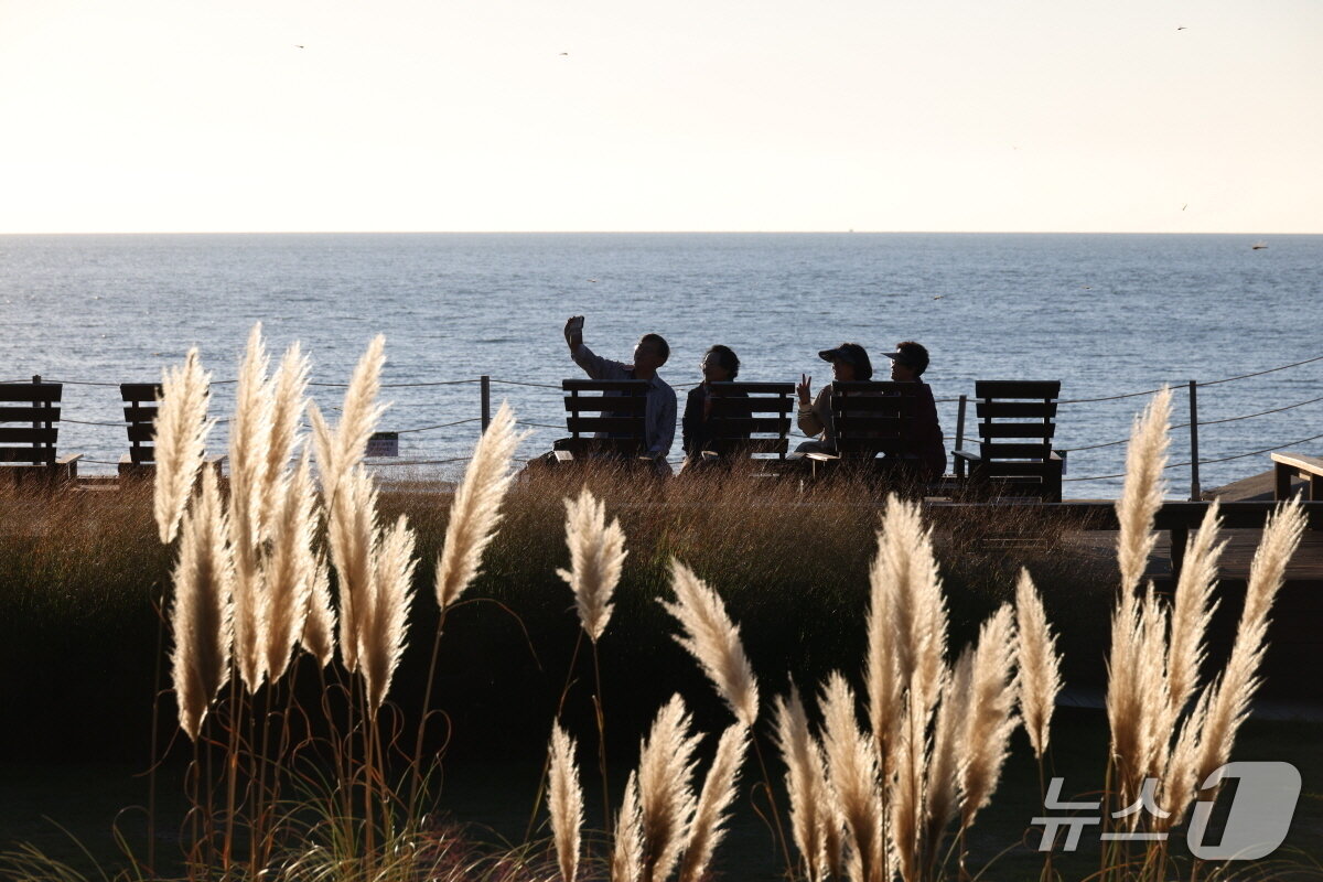 본문 이미지 - 푸른바다 배경 뒤로 팜파스글라스가 흩날리고 있다.(수목원 제공. 재판매 및 DB금지)2025.9.25/뉴스1