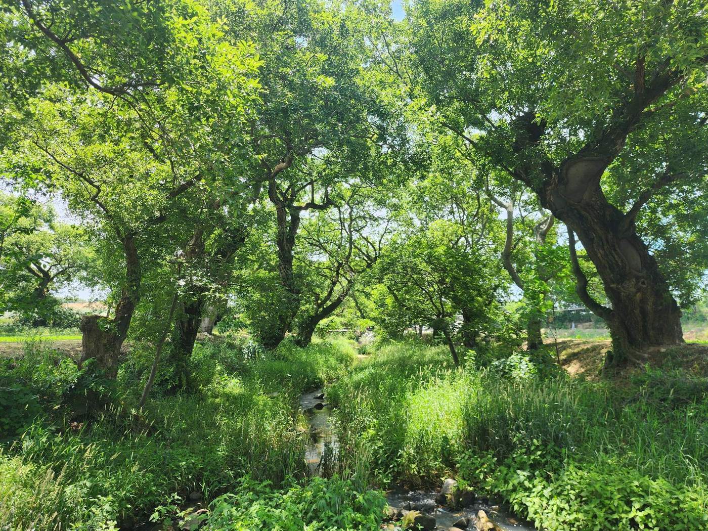 본문 이미지 - 고창 삼태마을숲 내부 모습(국가유산청 제공)