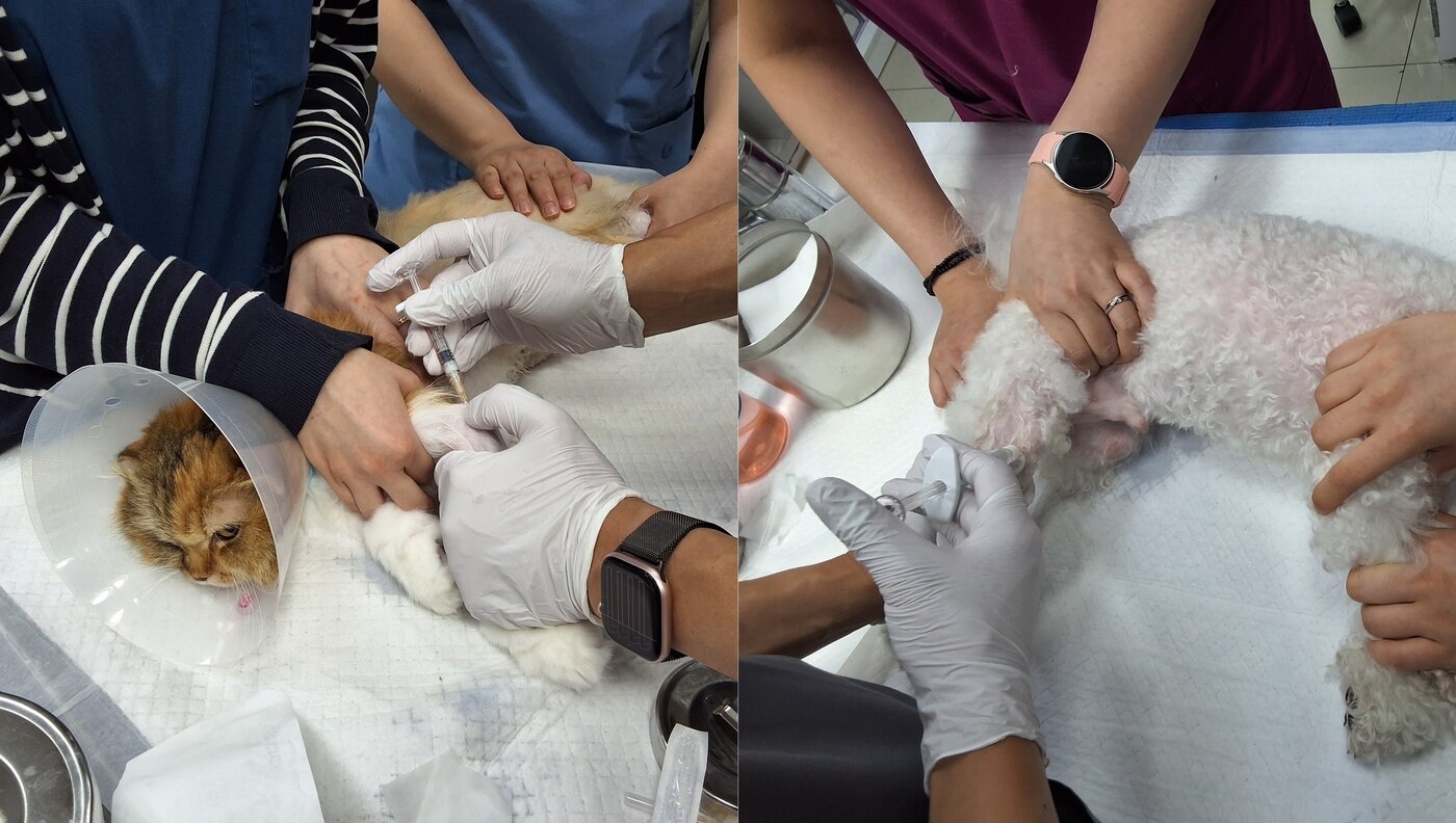 본문 이미지 - 24시센트럴동물메디컬센터는 애니씰 콜라겐 , 엑소좀 주사 등 반려동물 상태에 따른 맞춤형 주사 치료를 하고 있다&#40;병원 제공&#41;. ⓒ 뉴스1