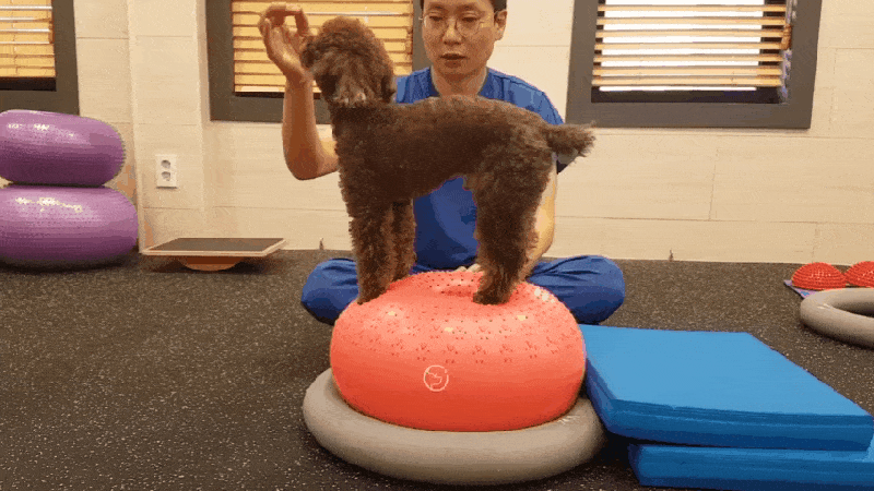 본문 이미지 - 김석중 원장이 짐볼을 이용한 홈트레이닝 시범을 보이고 있다&#40;병원 제공&#41;. ⓒ 뉴스1