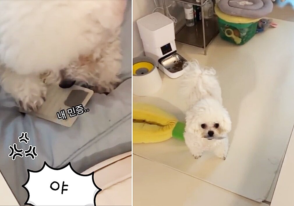 본문 이미지 - 비숑 프리제 &#39;동석이&#39;가 보호자의 주민등록증을 물고 도망가는 모습&#40;인스타그램 hdong._.s 제공&#41; ⓒ 뉴스1