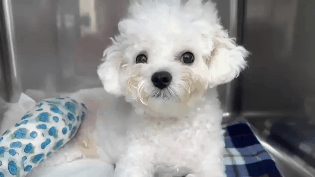 본문 이미지 - 수술 후 마취가 덜 풀린 상태에서도 손을 척 내어주는 동석이&#40;인스타그램 hdong._.s 제공&#41; ⓒ 뉴스1