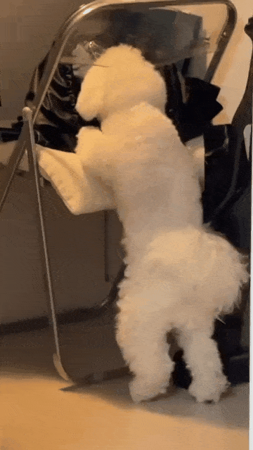 본문 이미지 - 보호자 가방을 뒤지다 딱 걸린 동석이&#40;인스타그램 hdong._.s 제공&#41; ⓒ 뉴스1