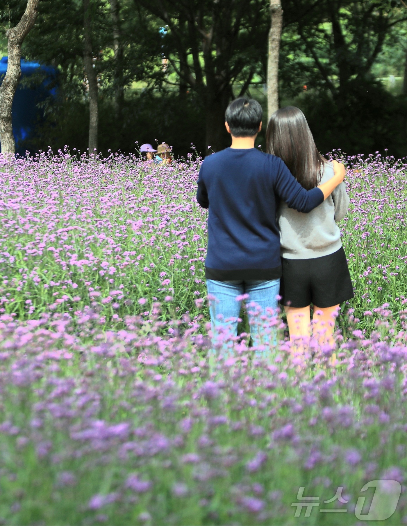 (인제=뉴스1) 이종재 기자 = 가을의 정취를 담은 \'2025 인제 가을꽃 축제\'가 27일 개막했다. 올해로 7회째를 맞는 \'가을꽃 축제\'는 이달 27일부터 10월 19일까 …