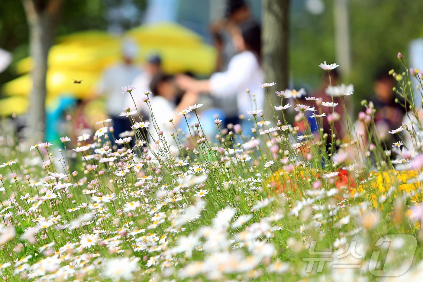 (인제=뉴스1) 이종재 기자 = 가을의 정취를 담은 \'2025 인제 가을꽃 축제\'가 27일 개막했다. 올해로 7회째를 맞는 \'가을꽃 축제\'는 이달 27일부터 10월 19일까 …