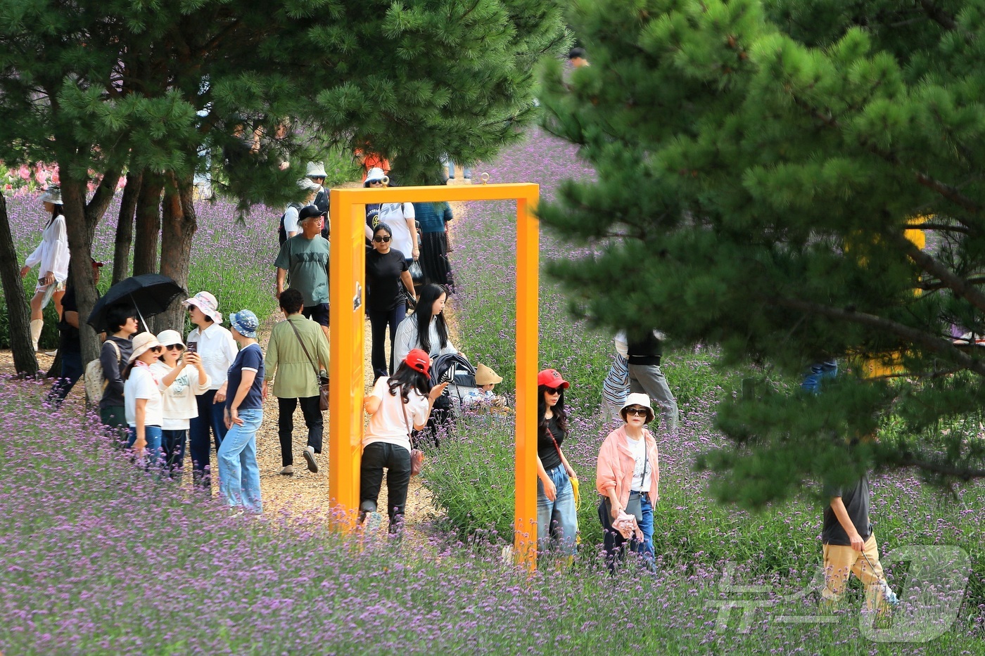 (인제=뉴스1) 이종재 기자 = 가을의 정취를 담은 \'2025 인제 가을꽃 축제\'가 27일 개막했다. 올해로 7회째를 맞는 \'가을꽃 축제\'는 이달 27일부터 10월 19일까 …