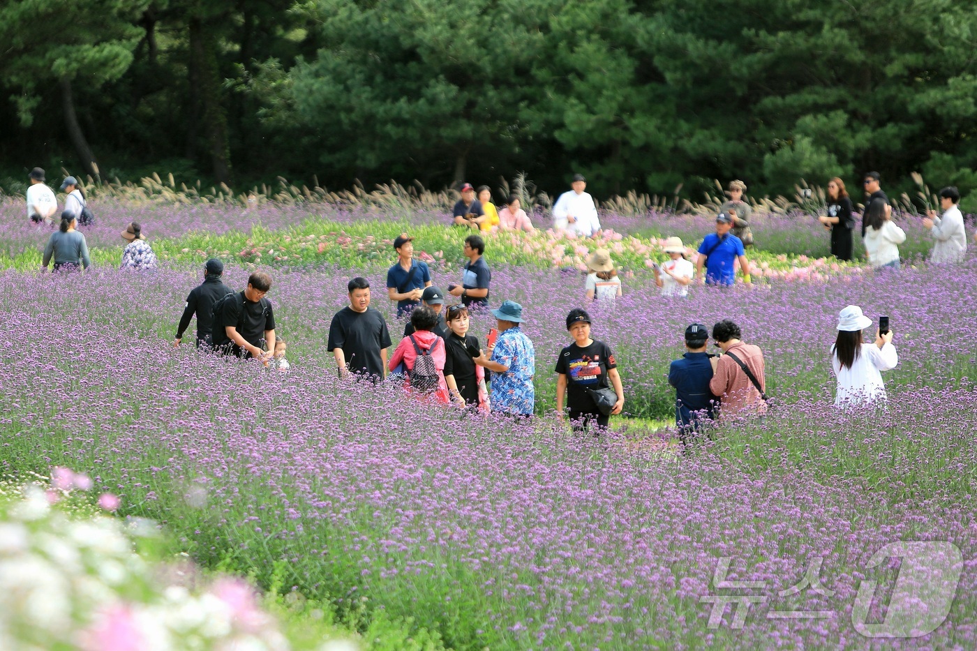 (인제=뉴스1) 이종재 기자 = 가을의 정취를 담은 \'2025 인제 가을꽃 축제\'가 27일 개막했다. 올해로 7회째를 맞는 \'가을꽃 축제\'는 이달 27일부터 10월 19일까 …