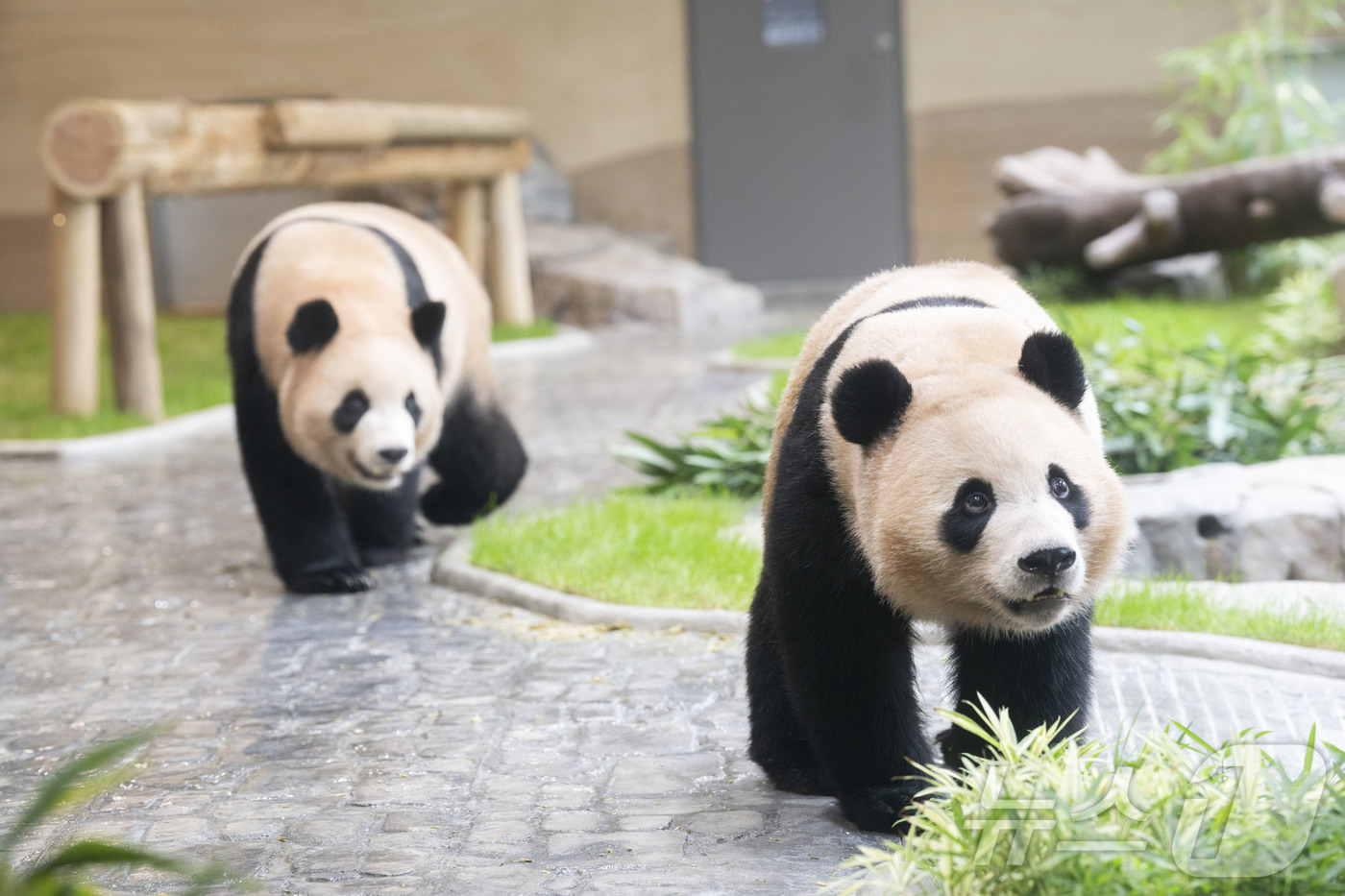 (서울=뉴스1) = 국내에서 태어난 최초의 쌍둥이 판다인 루이바오, 후이바오를 위한 새로운 보금자리가 오픈한다.삼성물산 리조트부문(사장 정해린) 에버랜드는 추석 연휴가 시작하는 다 …