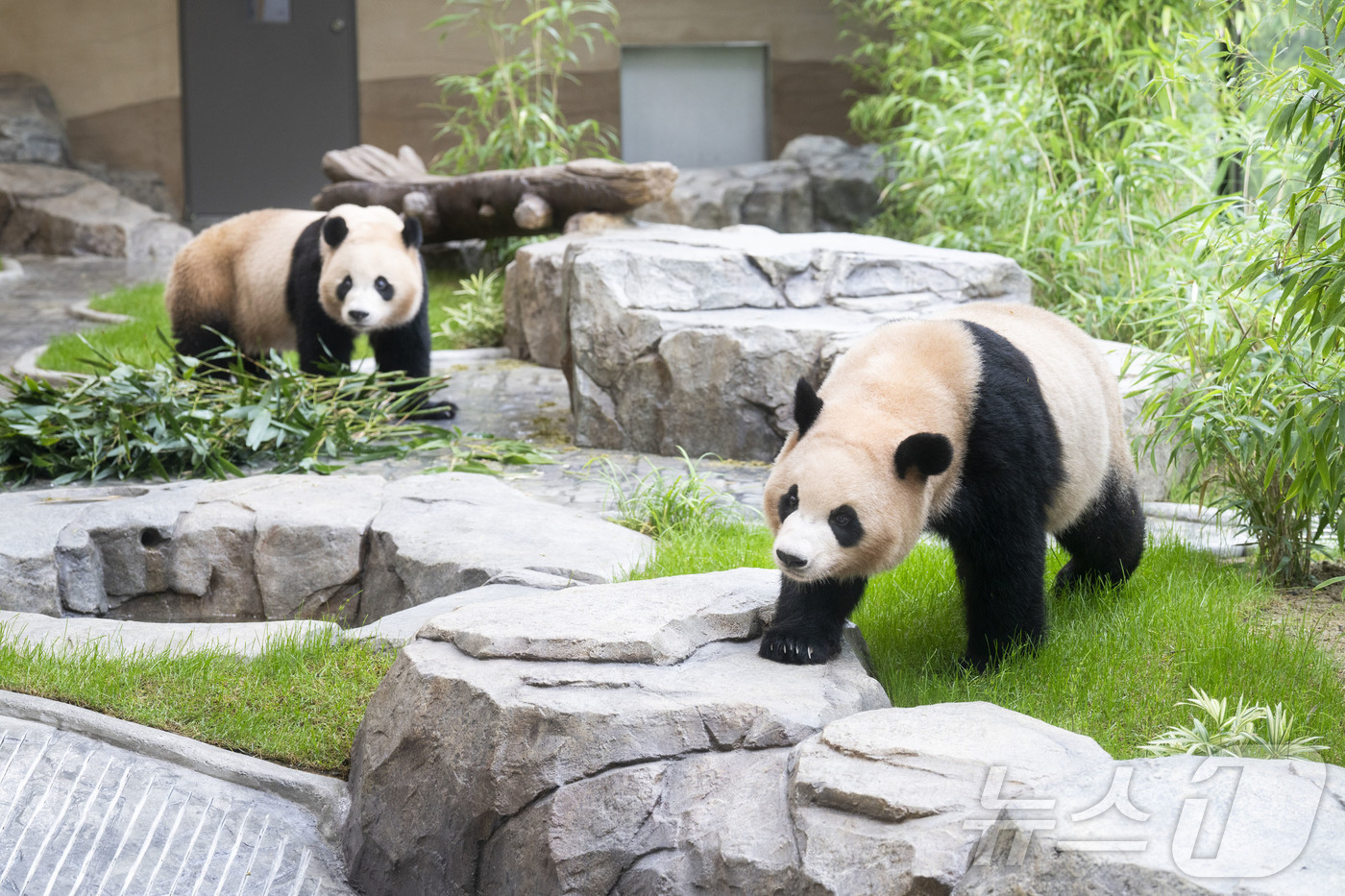 (서울=뉴스1) = 국내에서 태어난 최초의 쌍둥이 판다인 루이바오, 후이바오를 위한 새로운 보금자리가 오픈한다.삼성물산 리조트부문(사장 정해린) 에버랜드는 추석 연휴가 시작하는 다 …